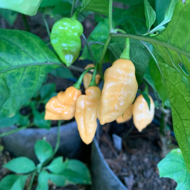 Bhut Jolokia Peach x Pimenta de Neyde - Seeds - The Pepper Pantry (Formerly Marie Sharp's)
